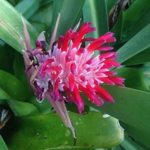 Tropical flaming torch bromeliad plant 1 pup